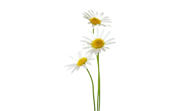 Daisy