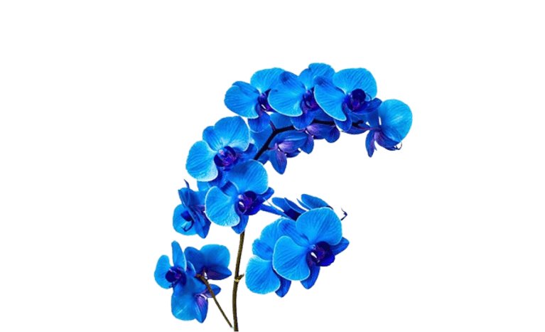 Orchid