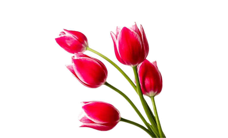 Tulip